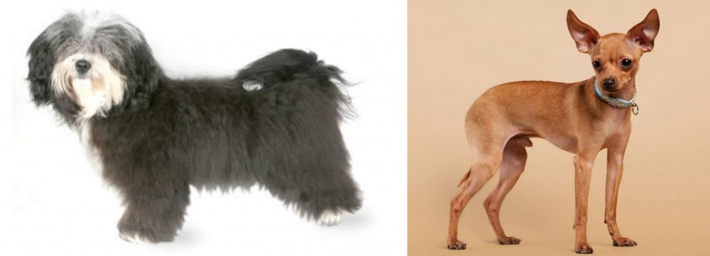 Russian Toy Terrier vs Havanese - Breed Comparison