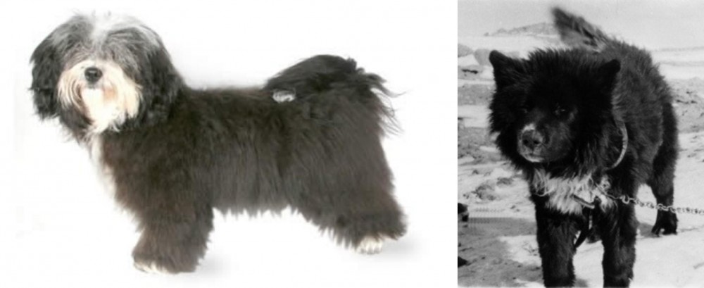 Sakhalin Husky vs Havanese - Breed Comparison