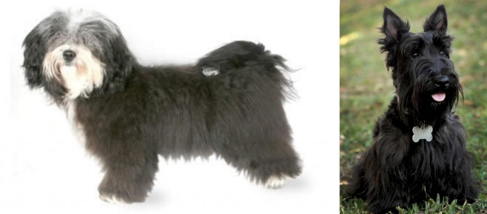 Scoland Terrier vs Havanese - Breed Comparison