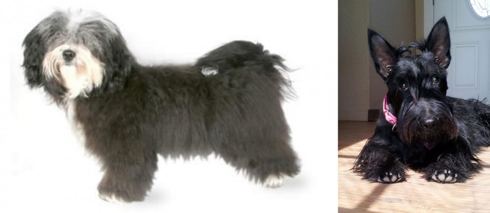 Scottish Terrier vs Havanese - Breed Comparison