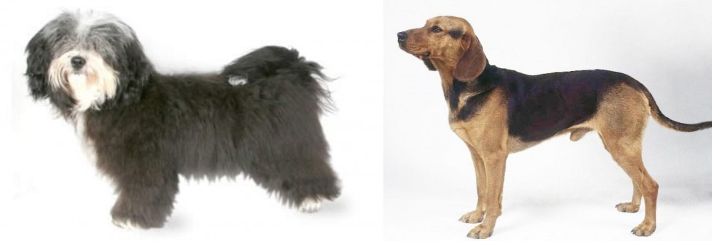 Serbian Hound vs Havanese - Breed Comparison