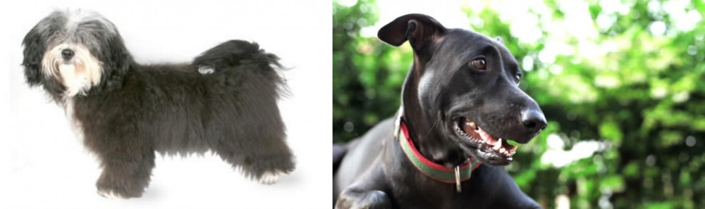 Shepard Labrador vs Havanese - Breed Comparison