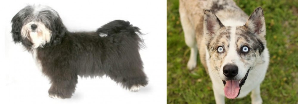 Shepherd Husky vs Havanese - Breed Comparison