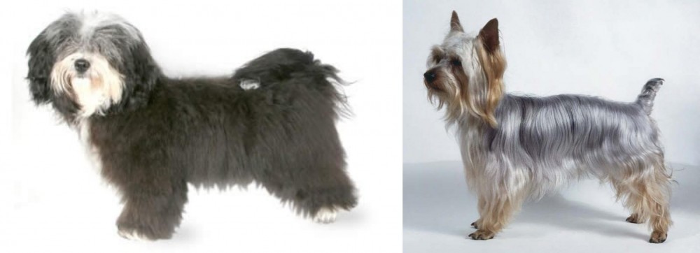 Silky Terrier vs Havanese - Breed Comparison