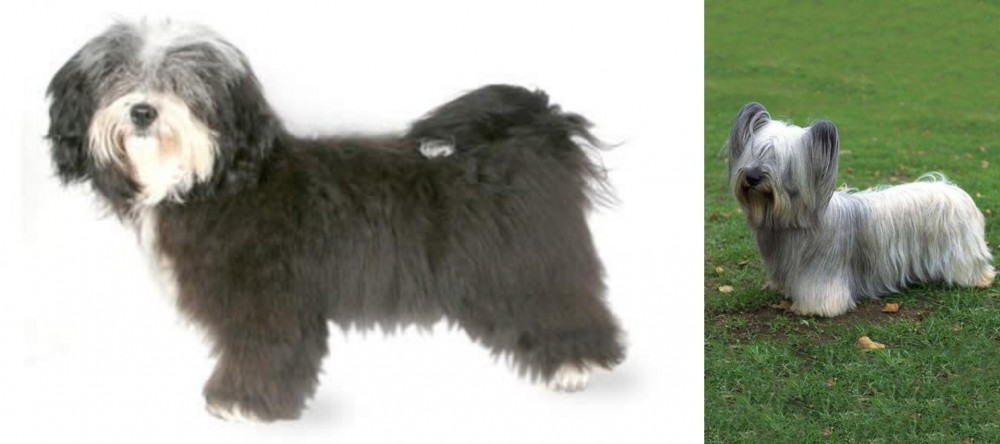 Skye Terrier vs Havanese - Breed Comparison
