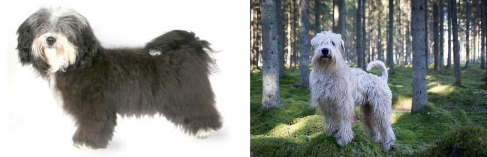 Soft-Coated Wheaten Terrier vs Havanese - Breed Comparison