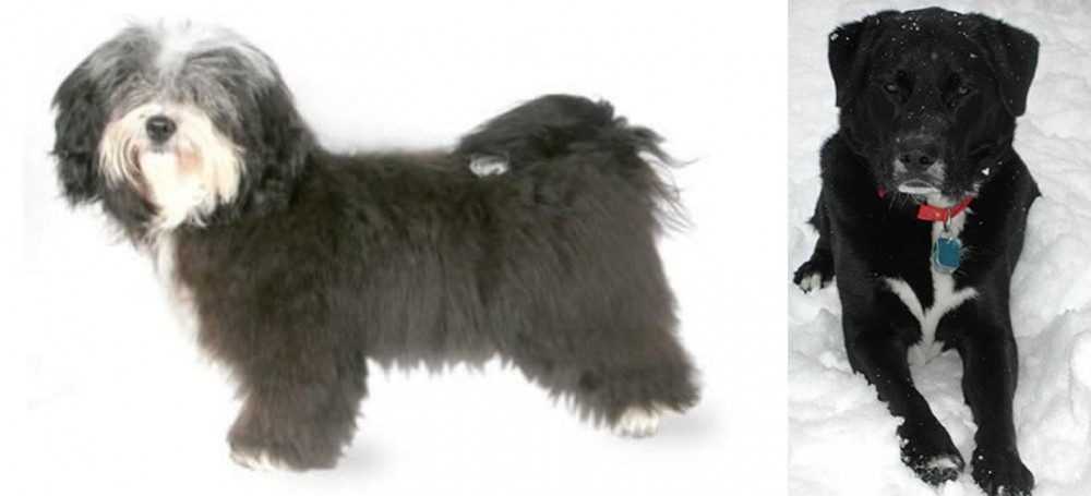 St. John's Water Dog vs Havanese - Breed Comparison