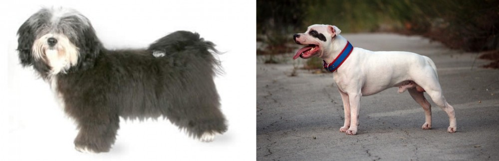 Staffordshire Bull Terrier vs Havanese - Breed Comparison