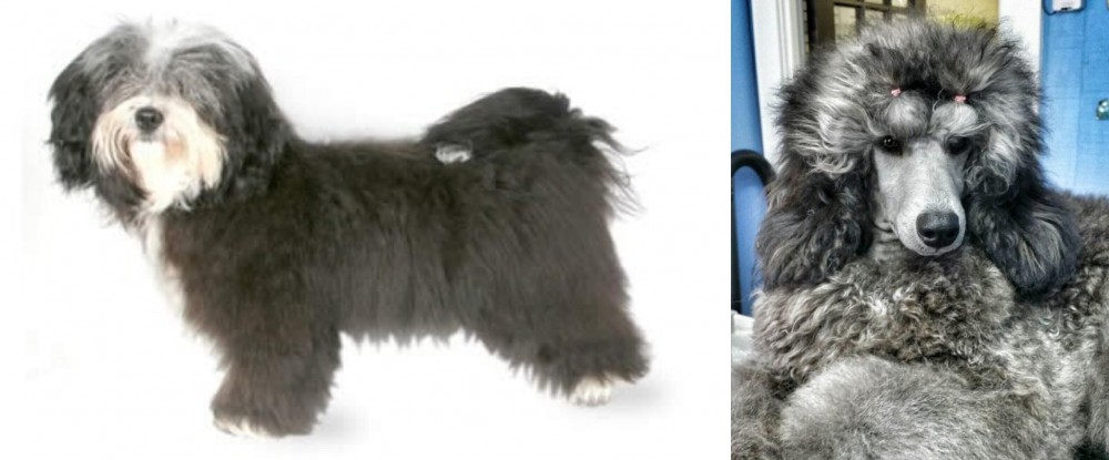 Standard Poodle vs Havanese - Breed Comparison