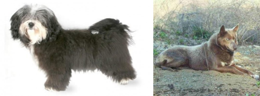 Tahltan Bear Dog vs Havanese - Breed Comparison