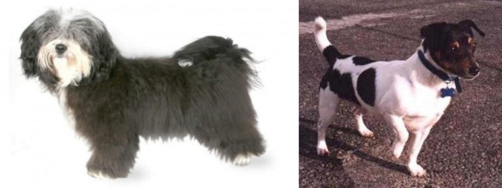 Teddy Roosevelt Terrier vs Havanese - Breed Comparison