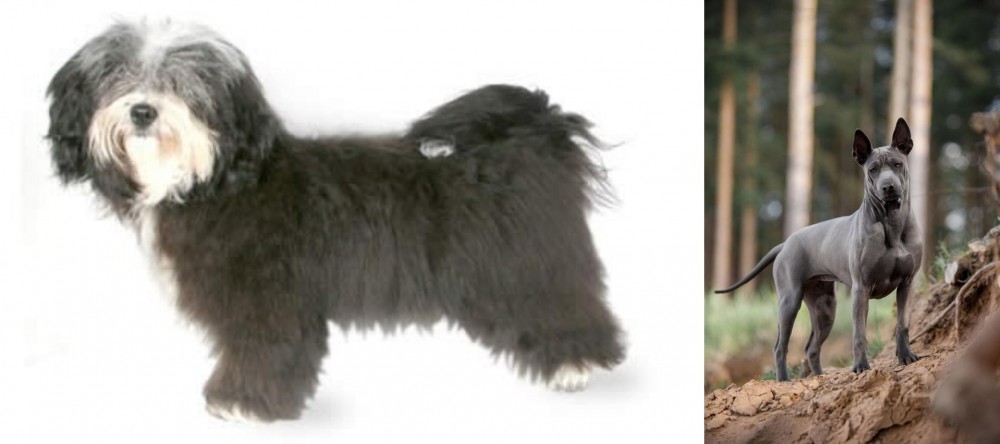 Thai Ridgeback vs Havanese - Breed Comparison