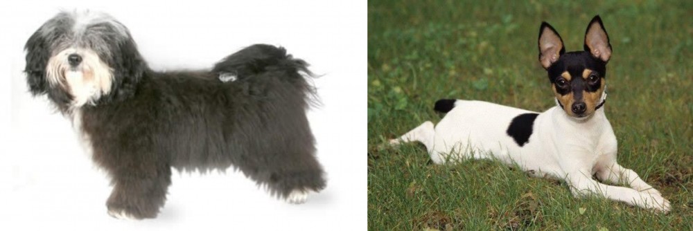 Toy Fox Terrier vs Havanese - Breed Comparison