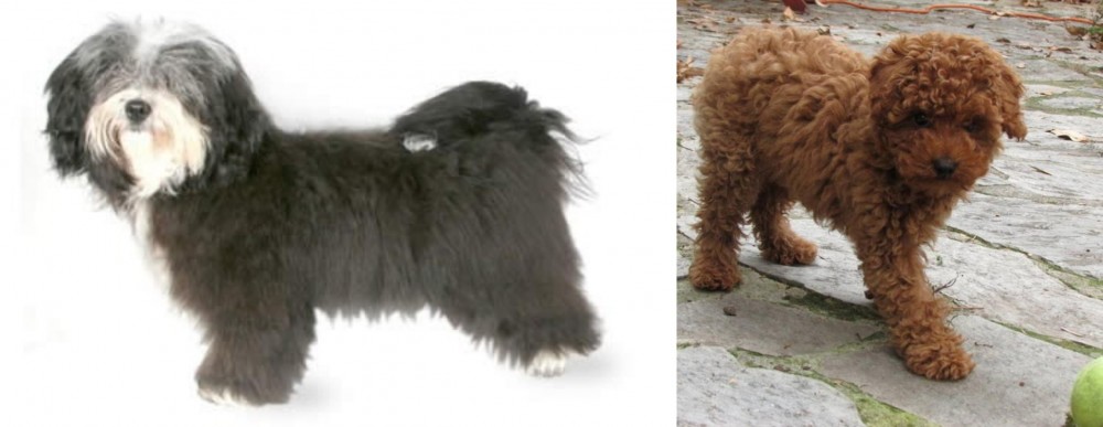 Toy Poodle vs Havanese - Breed Comparison