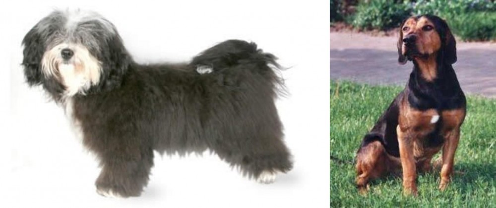 Tyrolean Hound vs Havanese - Breed Comparison