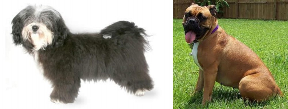 Valley Bulldog vs Havanese - Breed Comparison