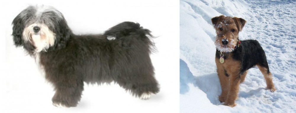 Welsh Terrier vs Havanese - Breed Comparison