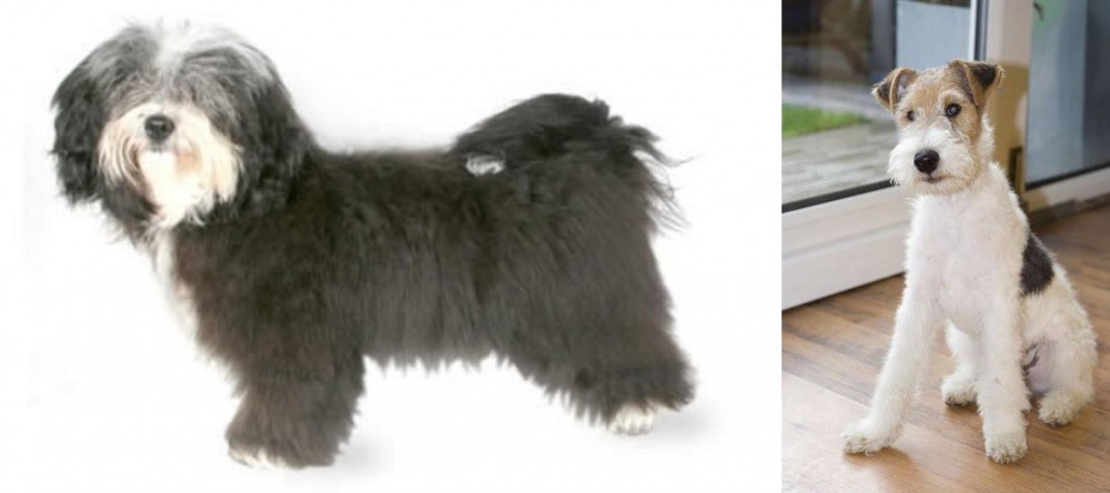 Wire Fox Terrier vs Havanese - Breed Comparison