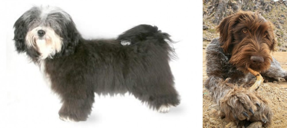 Wirehaired Pointing Griffon vs Havanese - Breed Comparison