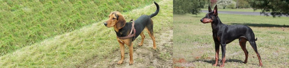 Manchester Terrier vs Hellenic Hound - Breed Comparison
