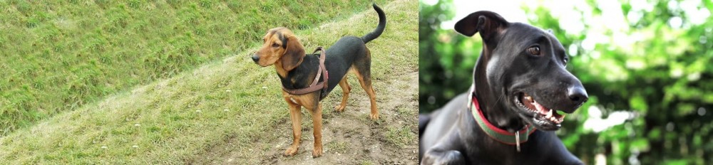 Shepard Labrador vs Hellenic Hound - Breed Comparison