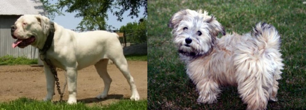 Havapoo vs Hermes Bulldogge - Breed Comparison