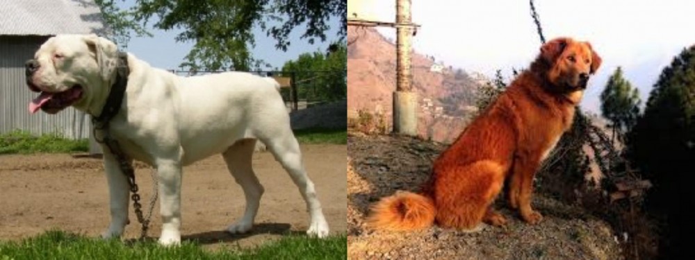 Himalayan Sheepdog vs Hermes Bulldogge - Breed Comparison