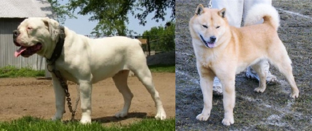 Hokkaido vs Hermes Bulldogge - Breed Comparison