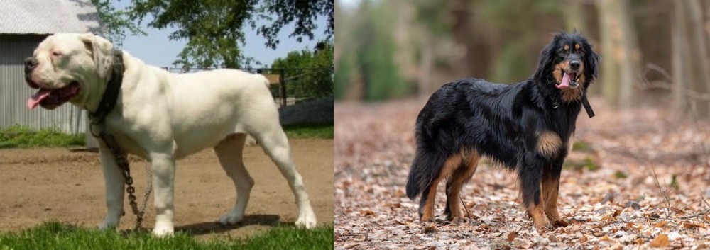 Hovawart vs Hermes Bulldogge - Breed Comparison