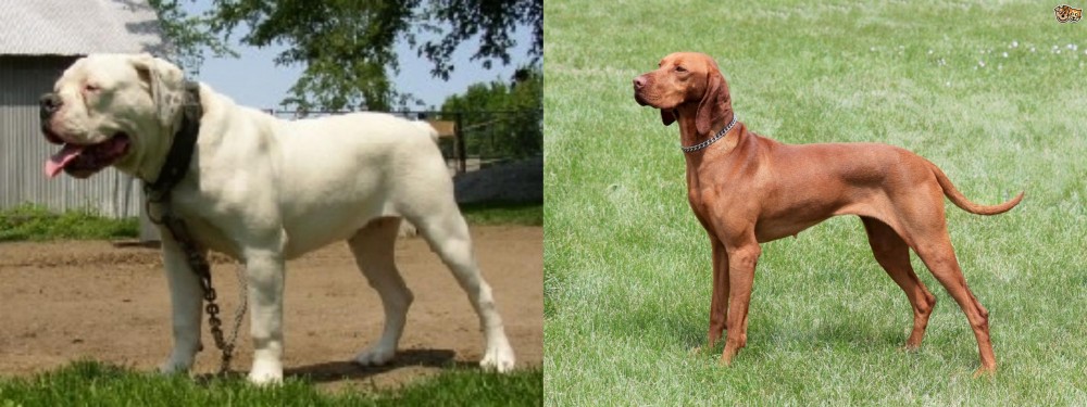 Hungarian Vizsla vs Hermes Bulldogge - Breed Comparison