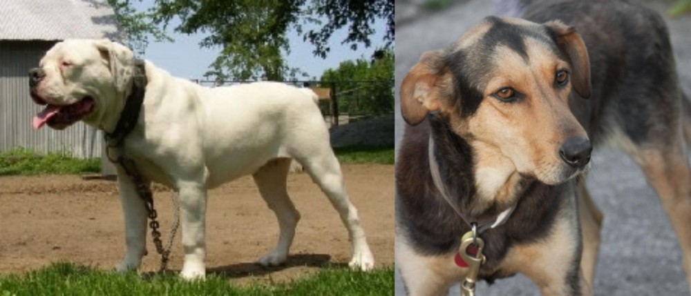 Huntaway vs Hermes Bulldogge - Breed Comparison