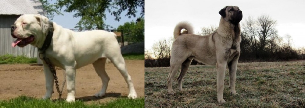 Kangal Dog vs Hermes Bulldogge - Breed Comparison