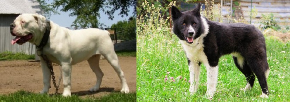 Karelian Bear Dog vs Hermes Bulldogge - Breed Comparison