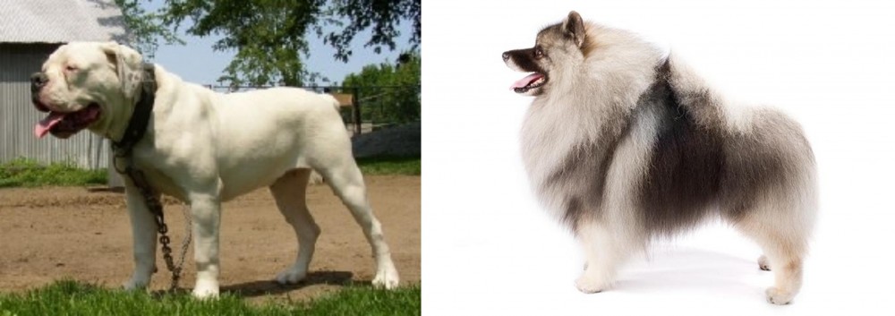 Keeshond vs Hermes Bulldogge - Breed Comparison