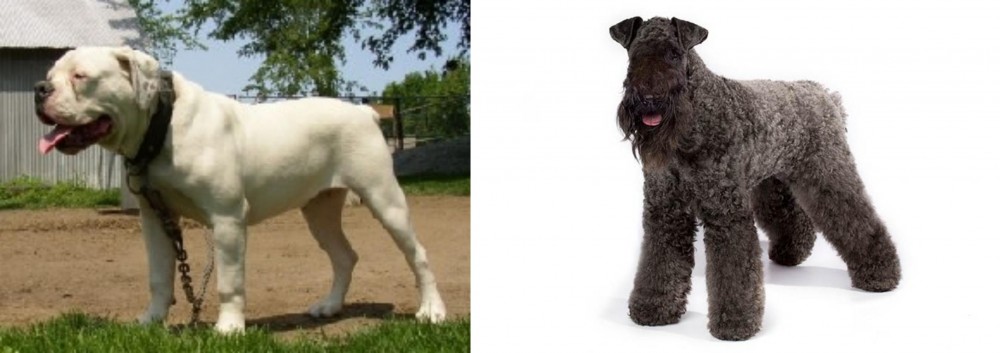 Kerry Blue Terrier vs Hermes Bulldogge - Breed Comparison