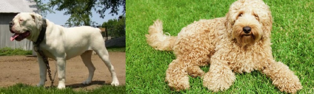 Labradoodle vs Hermes Bulldogge - Breed Comparison