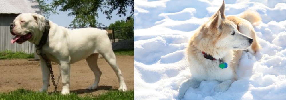 Labrador Husky vs Hermes Bulldogge - Breed Comparison