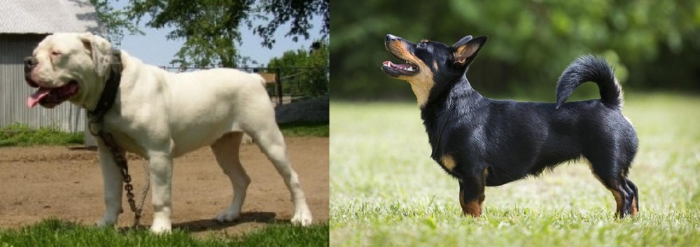 Lancashire Heeler vs Hermes Bulldogge - Breed Comparison