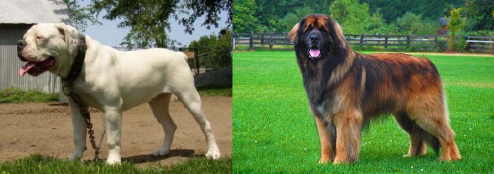 Leonberger vs Hermes Bulldogge - Breed Comparison