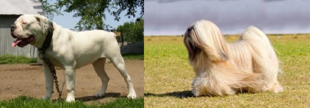 Lhasa Apso vs Hermes Bulldogge - Breed Comparison
