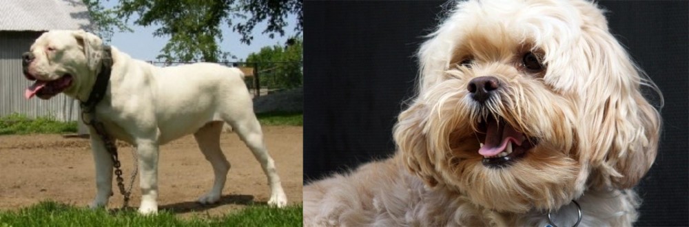 Lhasapoo vs Hermes Bulldogge - Breed Comparison