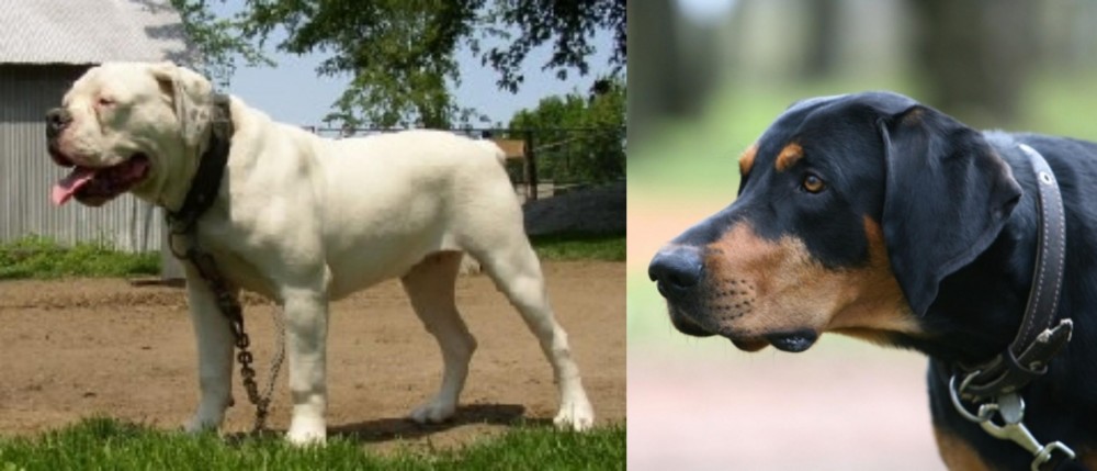 Lithuanian Hound vs Hermes Bulldogge - Breed Comparison