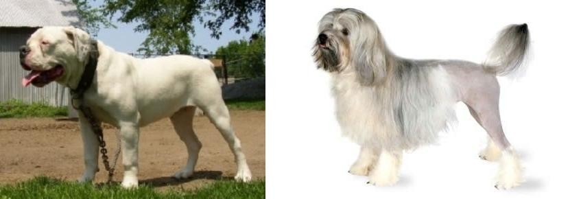 Lowchen vs Hermes Bulldogge - Breed Comparison