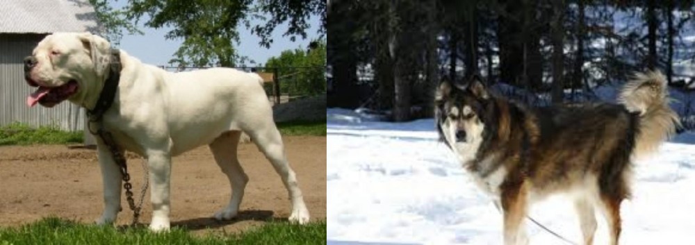 Mackenzie River Husky vs Hermes Bulldogge - Breed Comparison