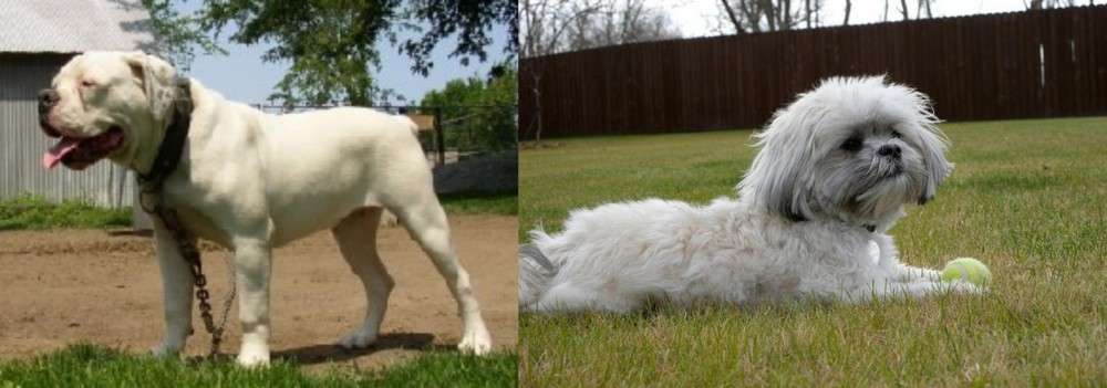 Mal-Shi vs Hermes Bulldogge - Breed Comparison