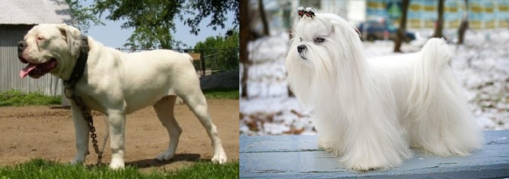 Maltese vs Hermes Bulldogge - Breed Comparison