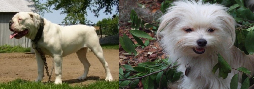 Malti-Pom vs Hermes Bulldogge - Breed Comparison