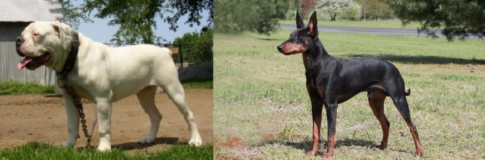 Manchester Terrier vs Hermes Bulldogge - Breed Comparison