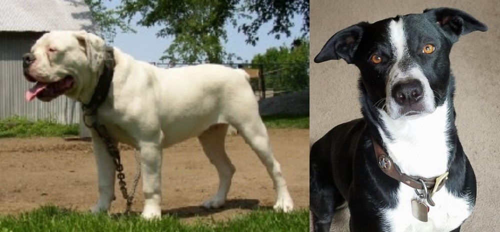 McNab vs Hermes Bulldogge - Breed Comparison