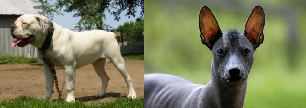 Mexican Hairless vs Hermes Bulldogge - Breed Comparison